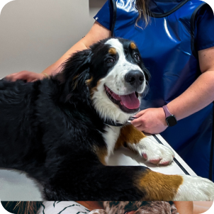 Black_brown_white_dog