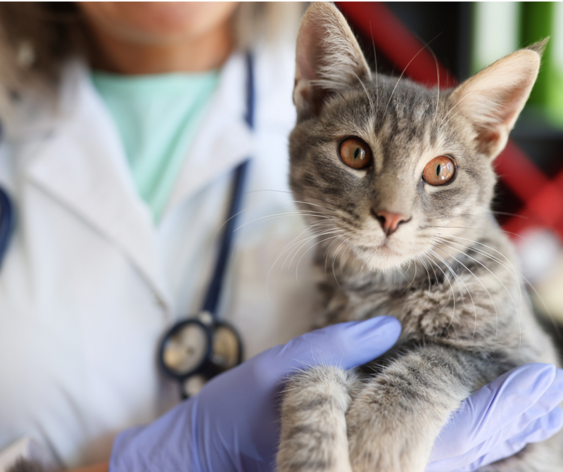 Cat being examined by a veterinarian wearing gloves