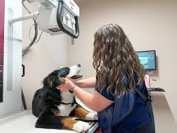 black dog examine